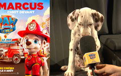 La Pat’ Patrouille Le Film : ces chiens livrent leurs impressions après avoir vu le film (vidéo)