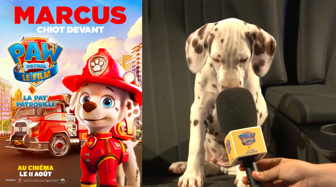 La Pat’ Patrouille Le Film : ces chiens livrent leurs impressions après avoir vu le film (vidéo)