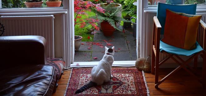 Comment un chat peut repousser l’énergie négative ?