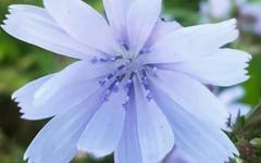 ASTRO « Plantes » (2)