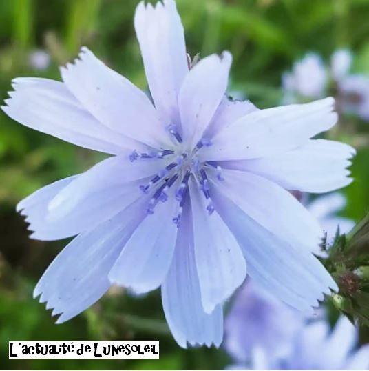 ASTRO « Plantes » (2)