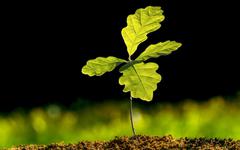 Chaque foyer du Pays de Galles va recevoir un arbre gratuit