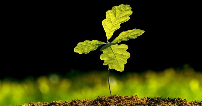 Chaque foyer du Pays de Galles va recevoir un arbre gratuit