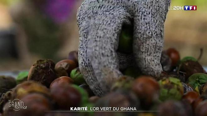 Le karité, l'or vert du Ghana