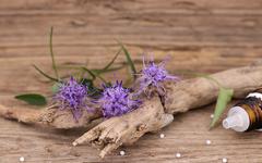 Harpagophyton : un anti-inflammatoire naturel et efficace