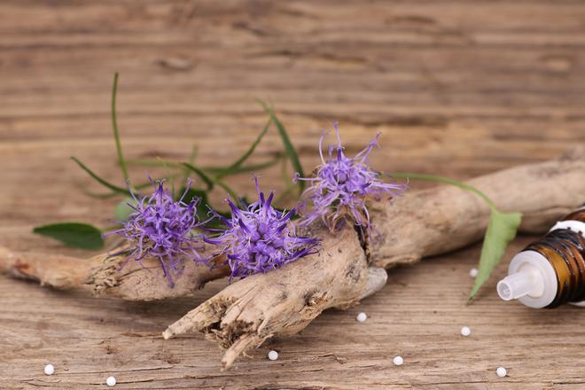 Harpagophyton : un anti-inflammatoire naturel et efficace