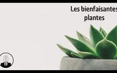 Les bienfaisantes plantes (épisode #165) – La Tête Dans Le Cerveau