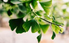 Ginkgo biloba : bienfaits et propriétés de cette plante médicinale