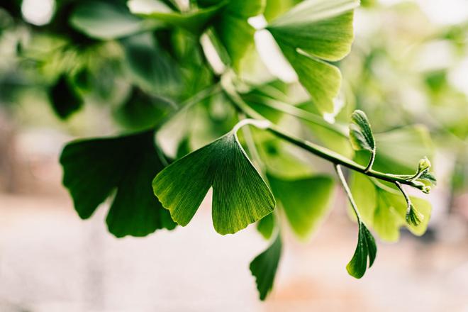 Ginkgo biloba : bienfaits et propriétés de cette plante médicinale