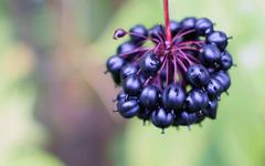 Éleuthérocoque : combattre la fatigue hivernale avec le ginseng sibérien