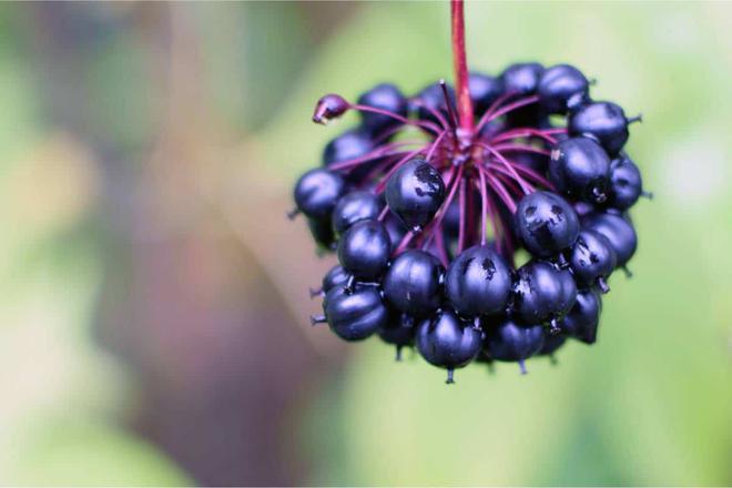 Éleuthérocoque : combattre la fatigue hivernale avec le ginseng sibérien