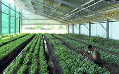Le ginseng, perle «magique» de l’Asie : comment les Jardins d’Occitanie sont devenus les pionniers en France
