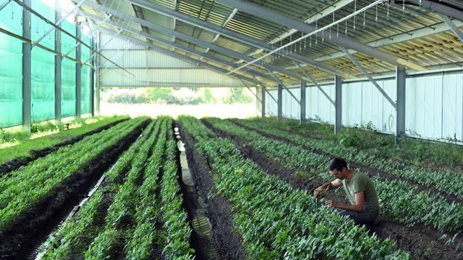 Le ginseng, perle «magique» de l’Asie : comment les Jardins d’Occitanie sont devenus les pionniers en France