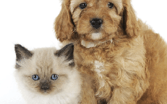 6 avantages pour la santé de posséder un animal de compagnie
