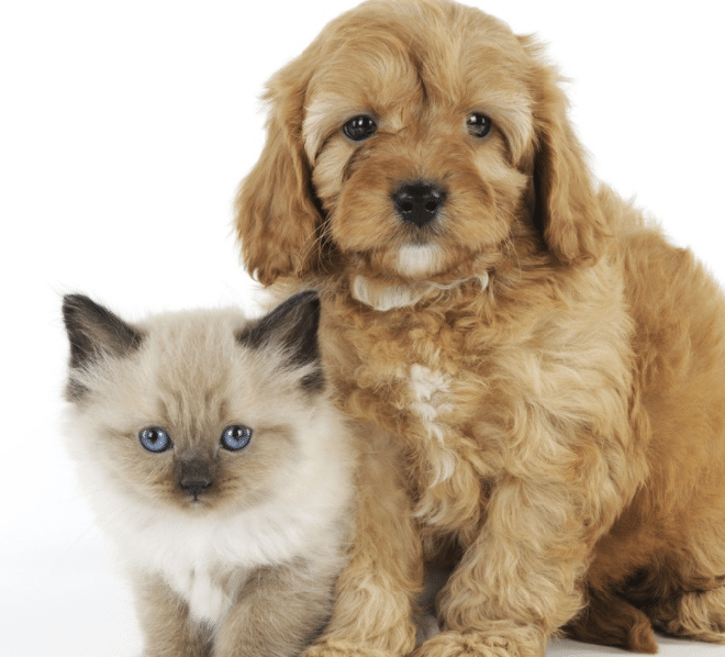 6 avantages pour la santé de posséder un animal de compagnie