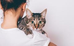 Les dangers d’une relation fusionnelle avec son chat