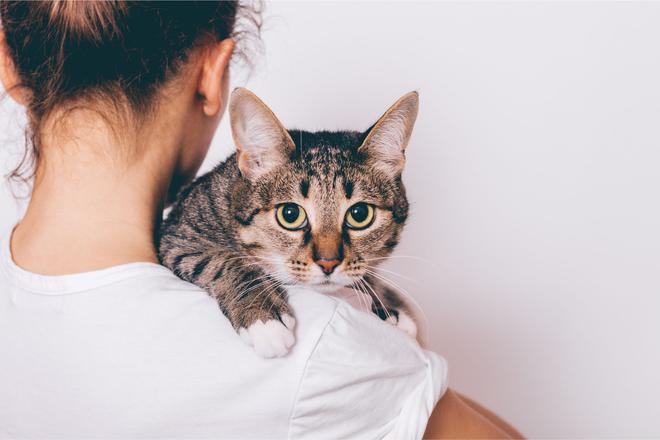 Les dangers d’une relation fusionnelle avec son chat