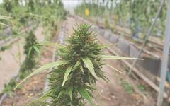Quel CBD pour le stress choisir et comment l’utiliser en confiance