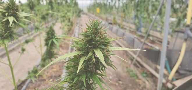 Quel CBD pour le stress choisir et comment l’utiliser en confiance