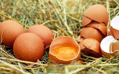 Les œufs sont-ils bons pour la santé de votre cœur ou non ? L’université de Boston publie une nouvelle étude