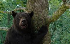 Notre critique de Crazy Bear: grizzli sur la chnouf
