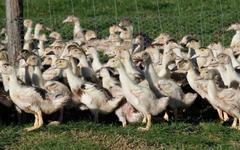 Un deuxième foyer de grippe aviaire détecté dans le Calvados, la France perd son «statut indemne»