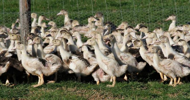 Un deuxième foyer de grippe aviaire détecté dans le Calvados, la France perd son «statut indemne»