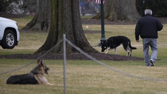 Après un "incident de morsure", Champ et Major, les chiens de Joe Biden, renvoyés de la Maison Blanche