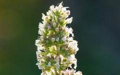 3 plantes de Jupiter et leurs bienfaits
