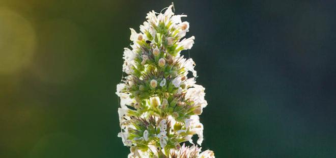 3 plantes de Jupiter et leurs bienfaits