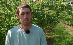 Gelées du mois d'avril : un plan d'aide pour les agriculteurs sinistrés