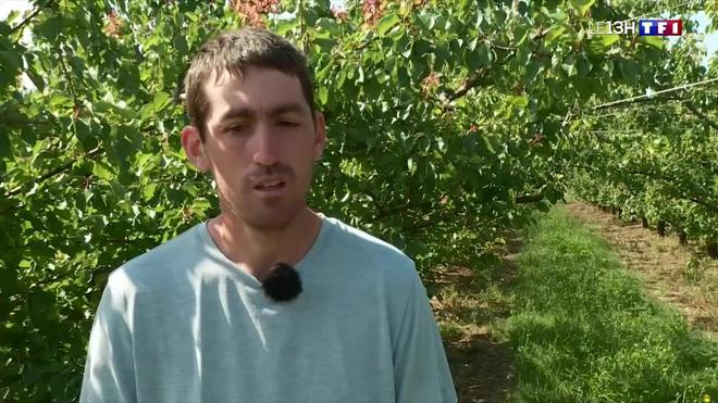Gelées du mois d'avril : un plan d'aide pour les agriculteurs sinistrés
